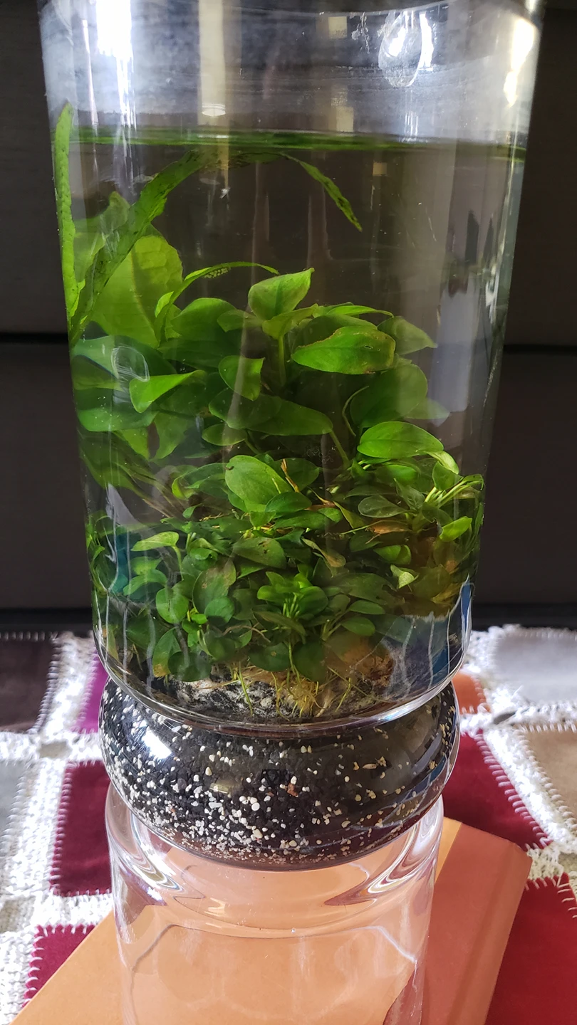 Anubias Petite - photo 5