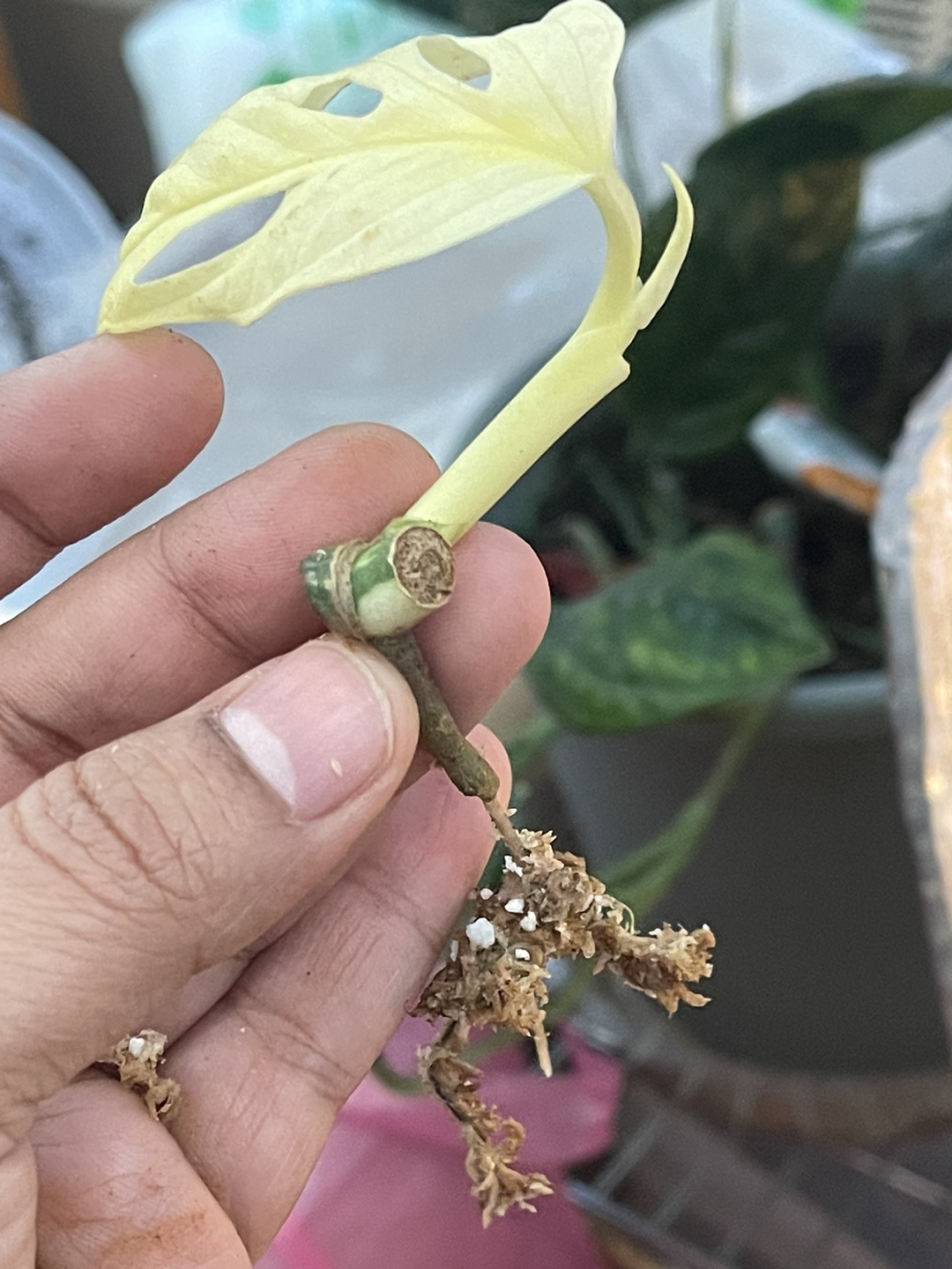 Monstera Adansonii Tricolor thumbnail