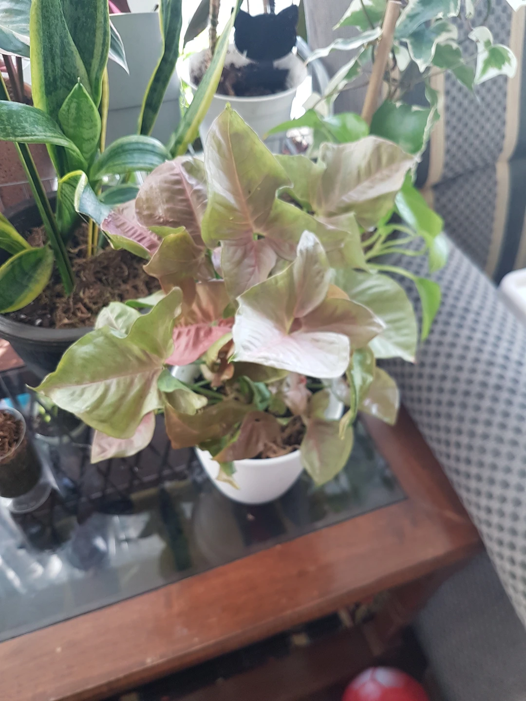 pink arrowhead plant thumbnail