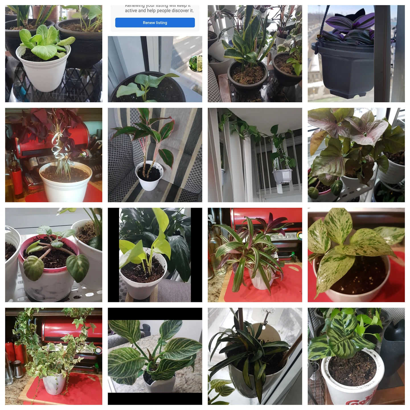 plants thumbnail