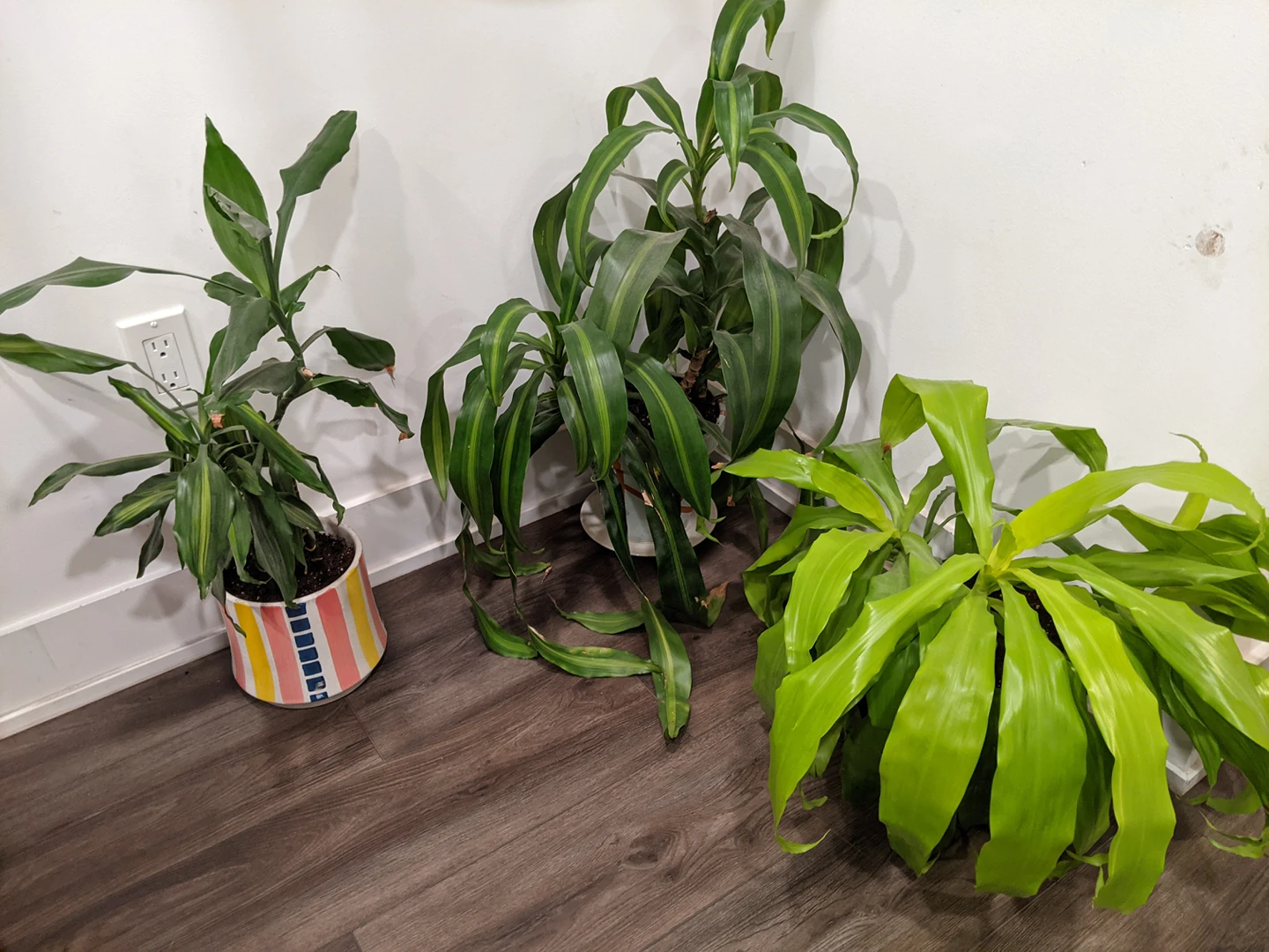 Large Plants! image indicator(5)