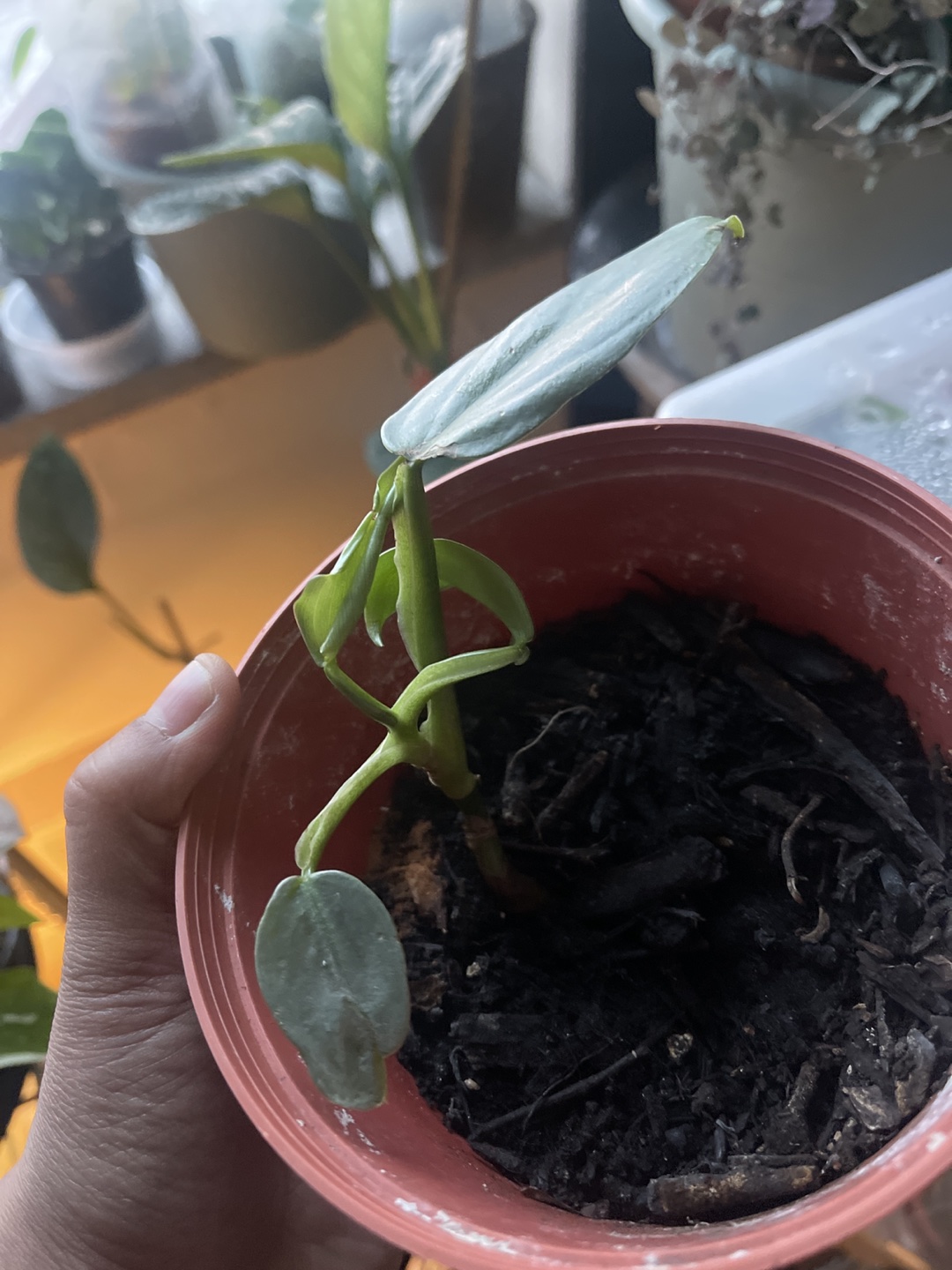 💸Philodendron Silver Sword💸 thumbnail