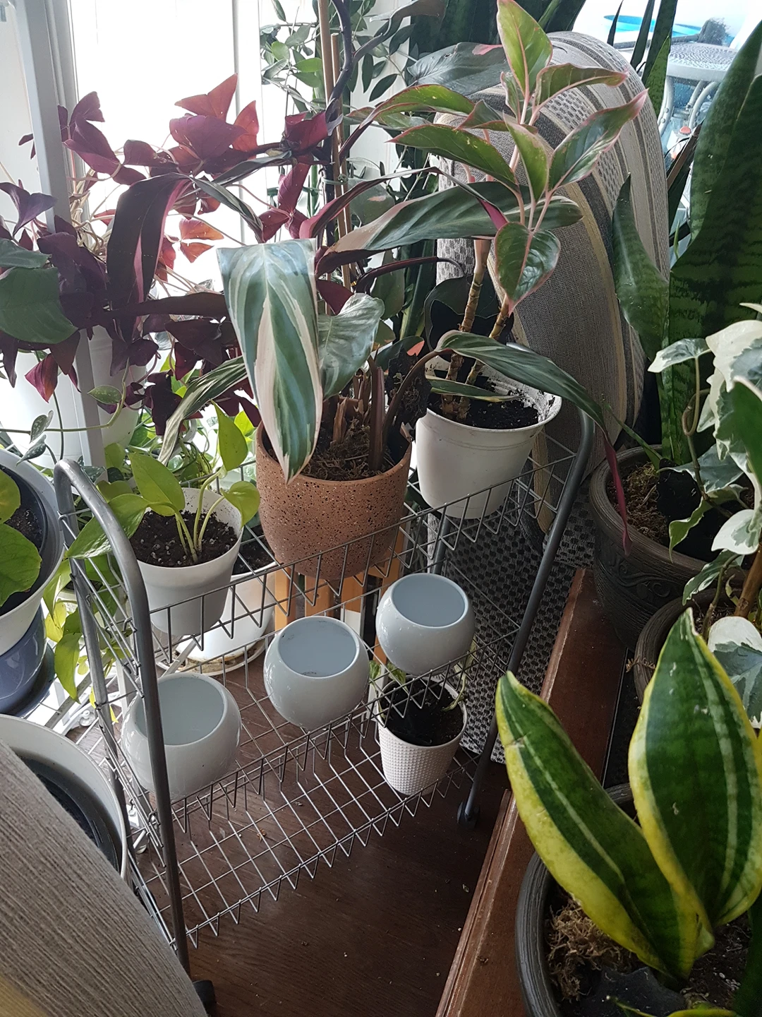 rolling plant stand thumbnail