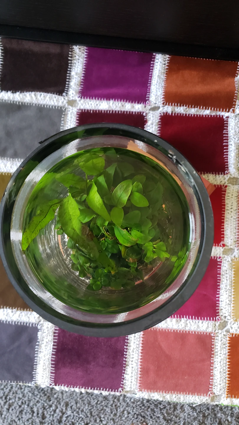 Anubias Petite - photo 3