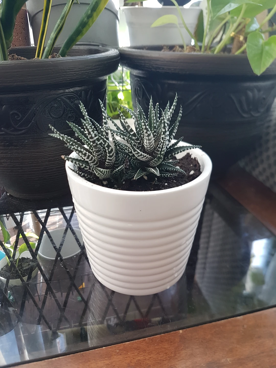 zebra plant thumbnail