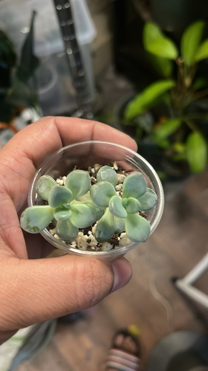 🏀Succulents bundle🏀 thumbnail