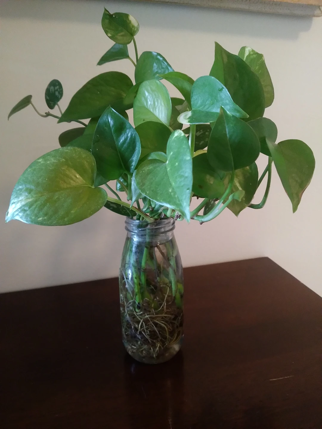 Potho cuttings in water glass pot thumbnail