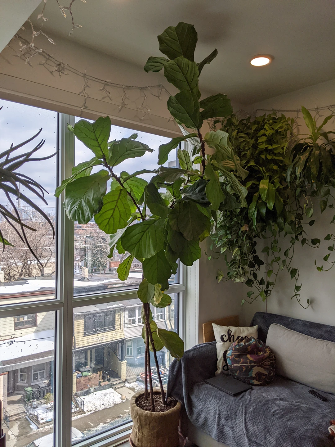 Extra large plant - Fiddle Leaf Fig Tree - 8 ft image indicator(2)