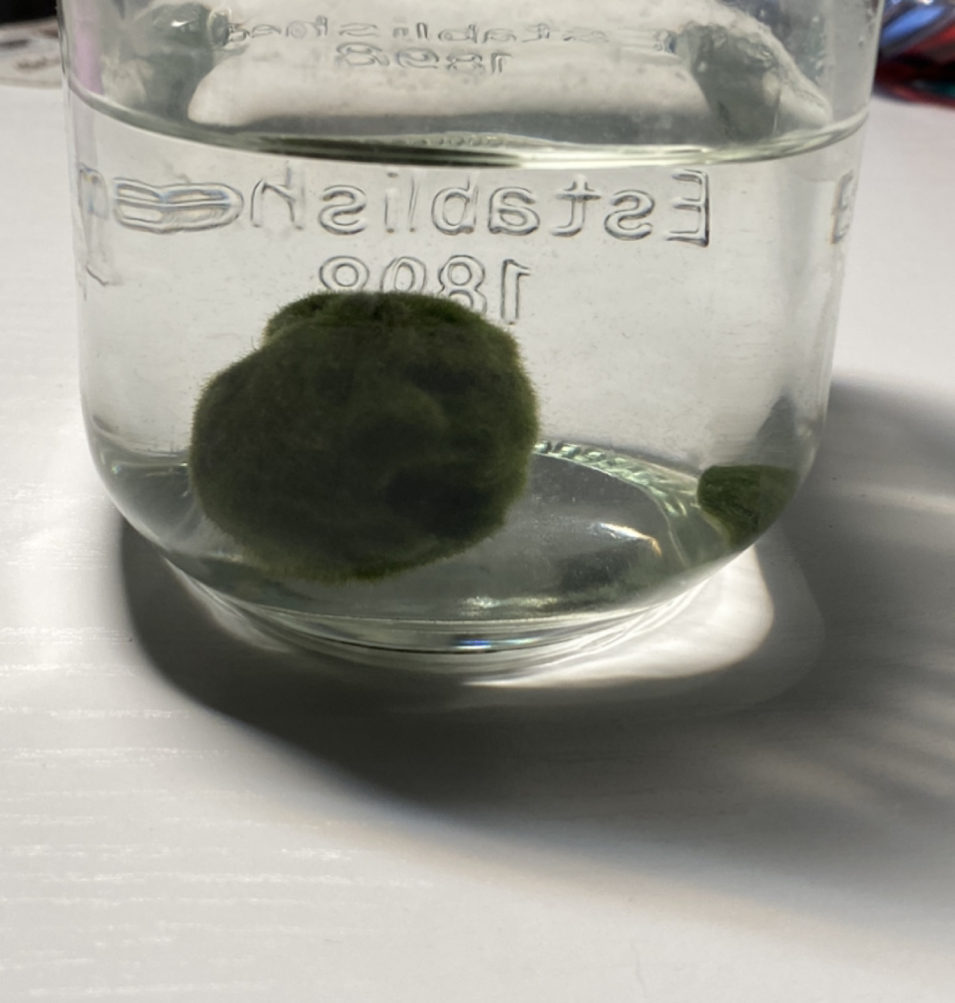 Marimo Moss Ball thumbnail