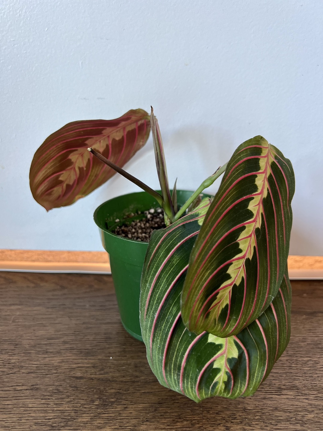 Prayer Plant/ Maranta leuconeura thumbnail