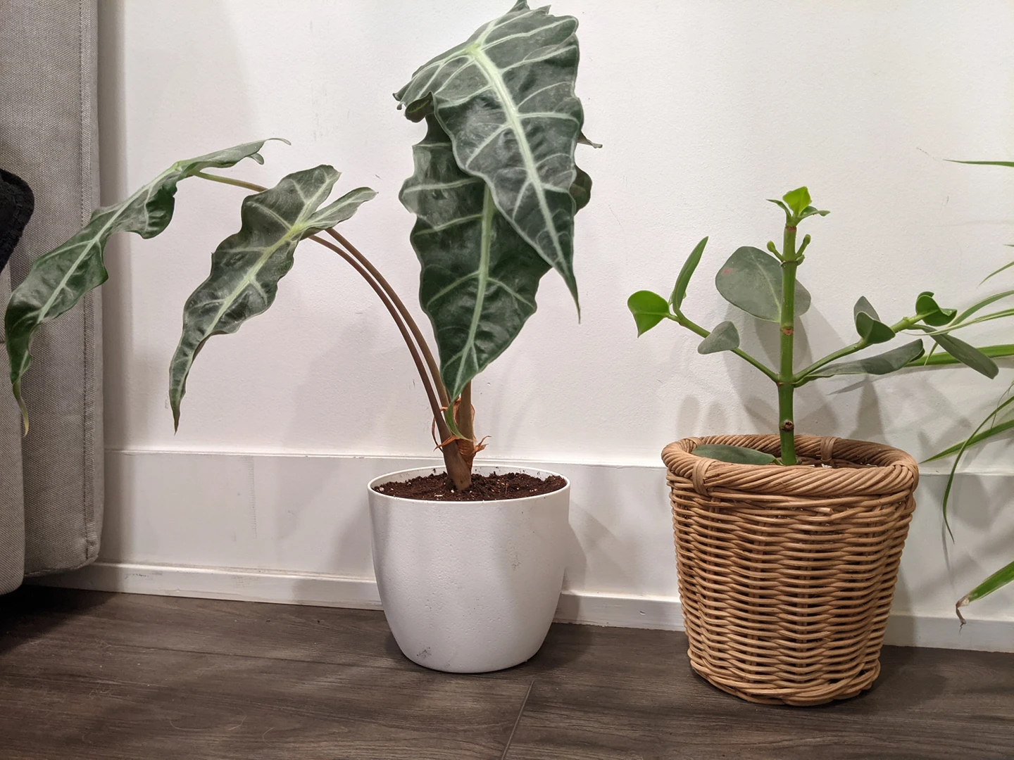 Plants - Medium size (4) image indicator(3)