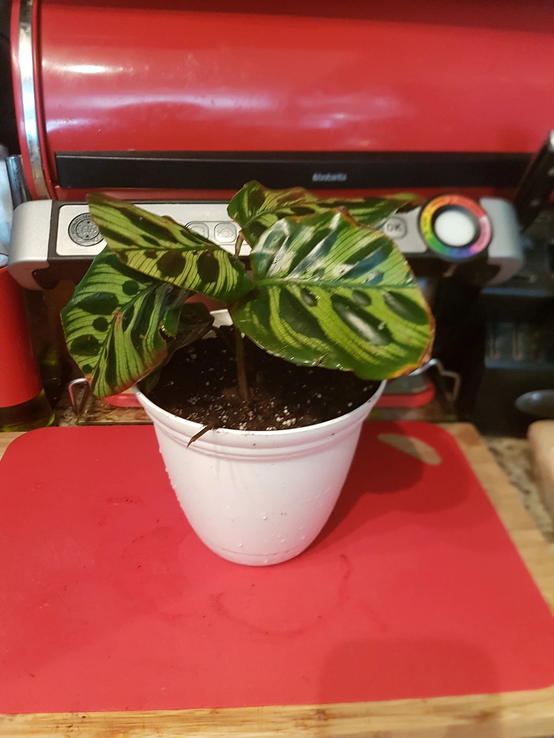 calathea thumbnail
