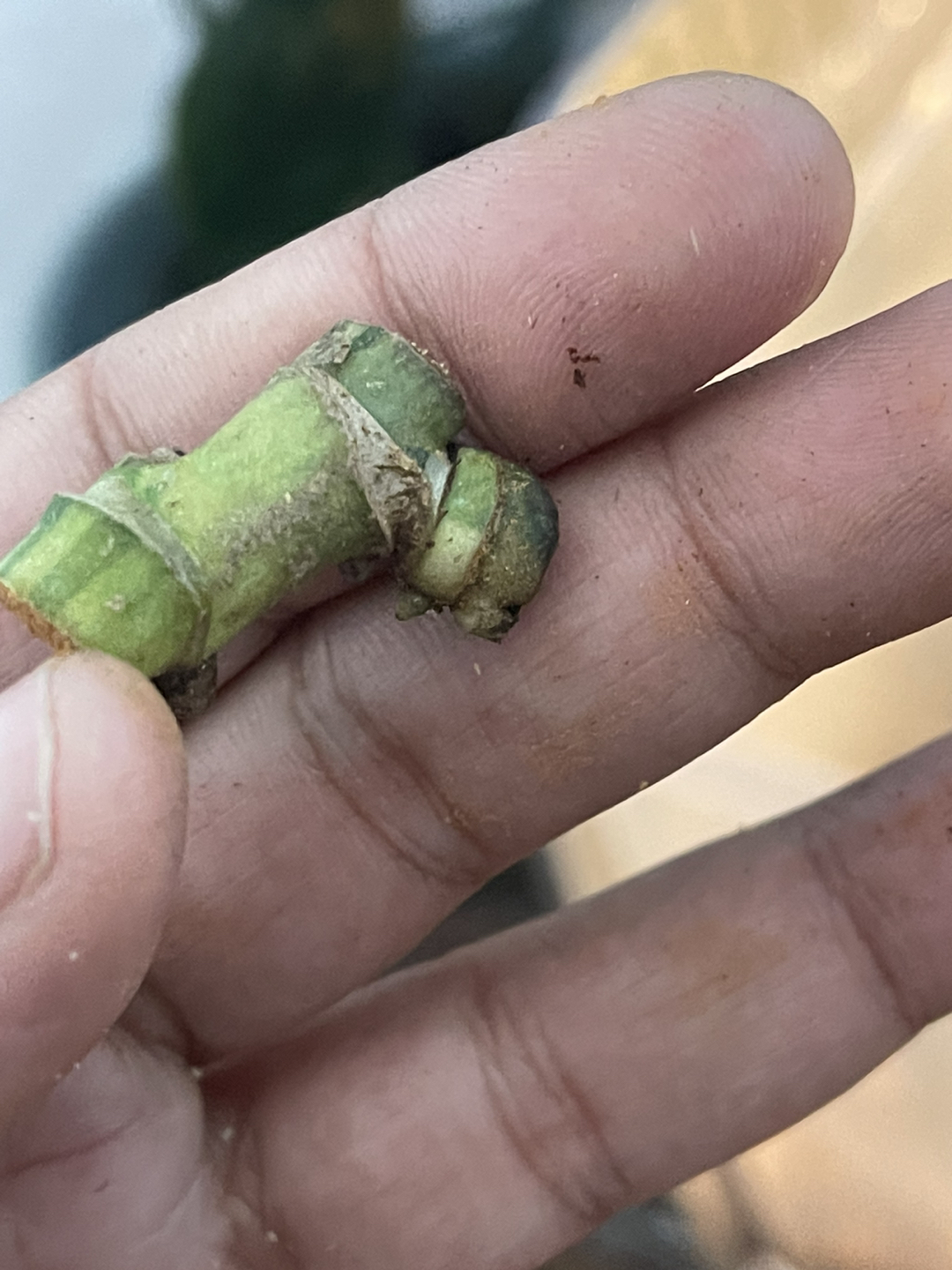 Monstera Adansonii Japanese Tricolor thumbnail