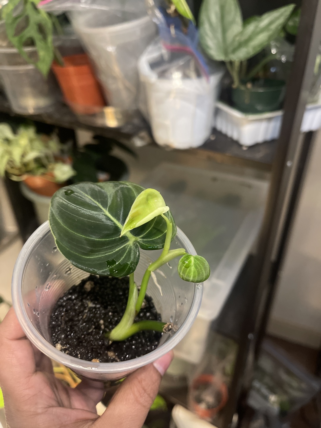🏀philodendron Melanochrysm full plant🏀 thumbnail