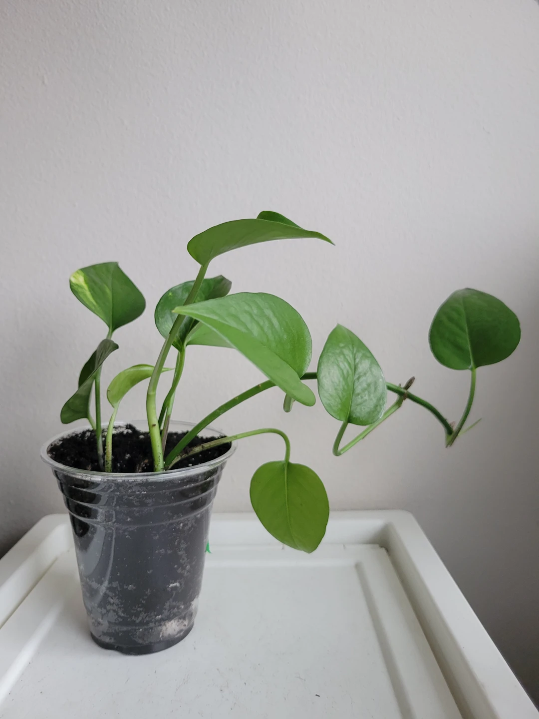 marble pothos thumbnail