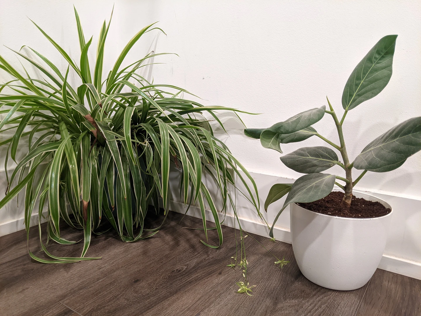 Plants - Medium size (4) image indicator(2)