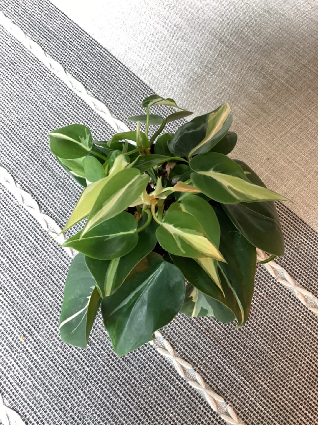 Philodendron Silver Stripe 🏀 - photo 3