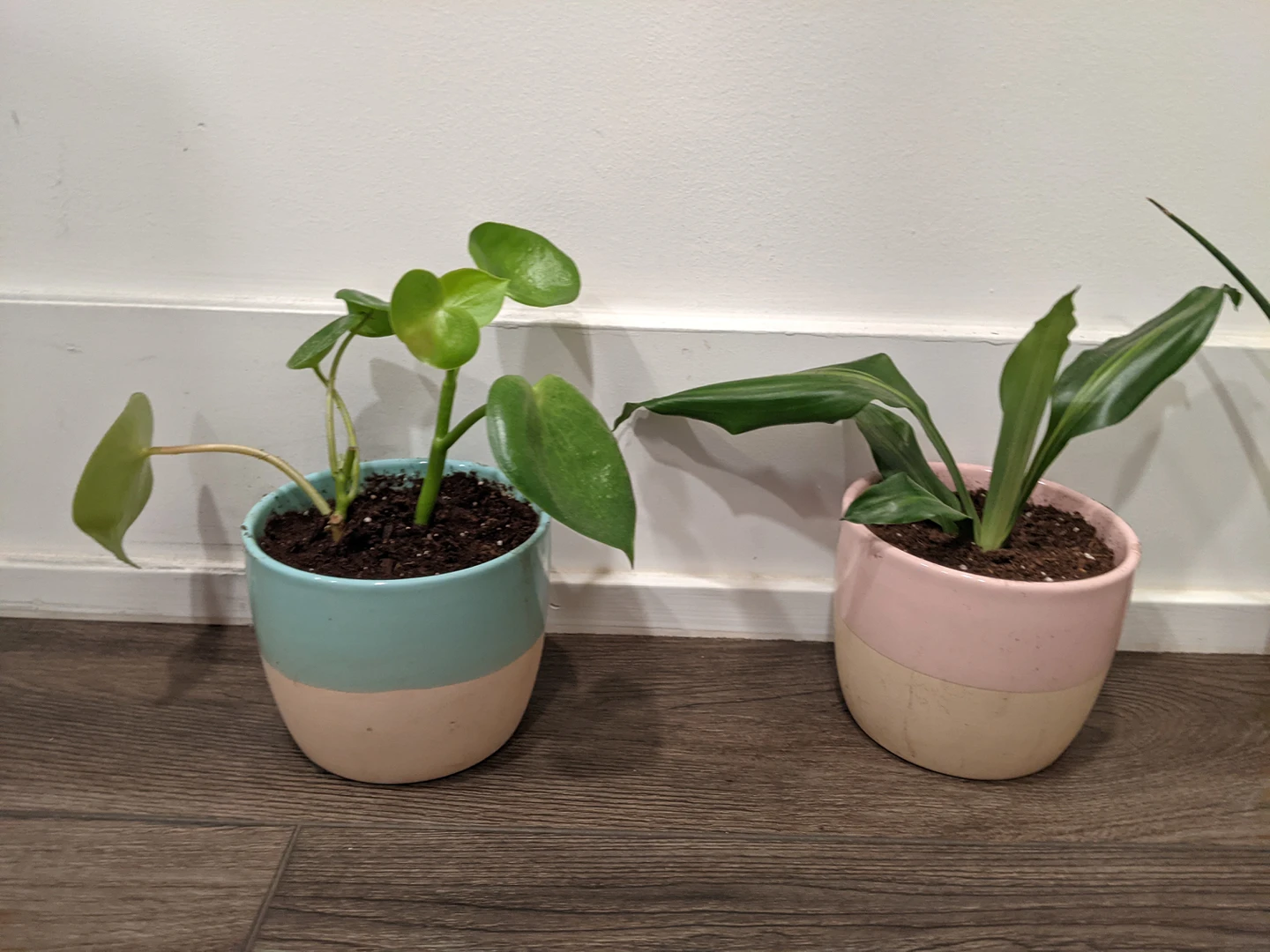 Small Plant Assortment image indicator(2)