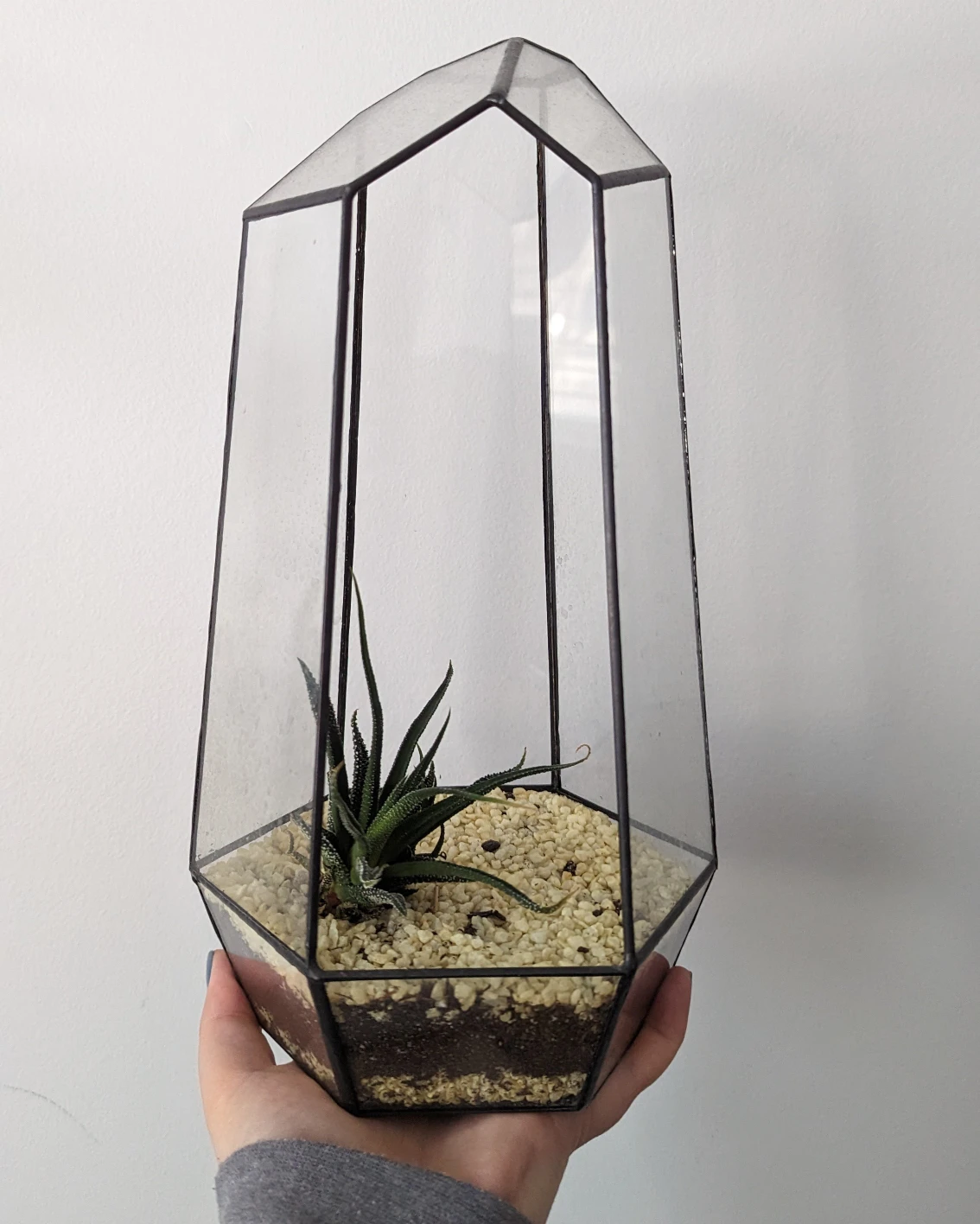 Glass plant terrarium thumbnail