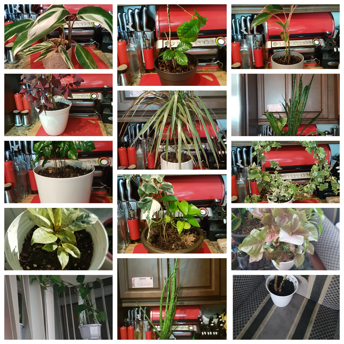 plants thumbnail