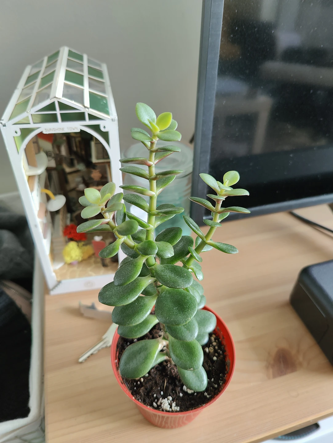 Crassula ovata jade plant 💸 thumbnail