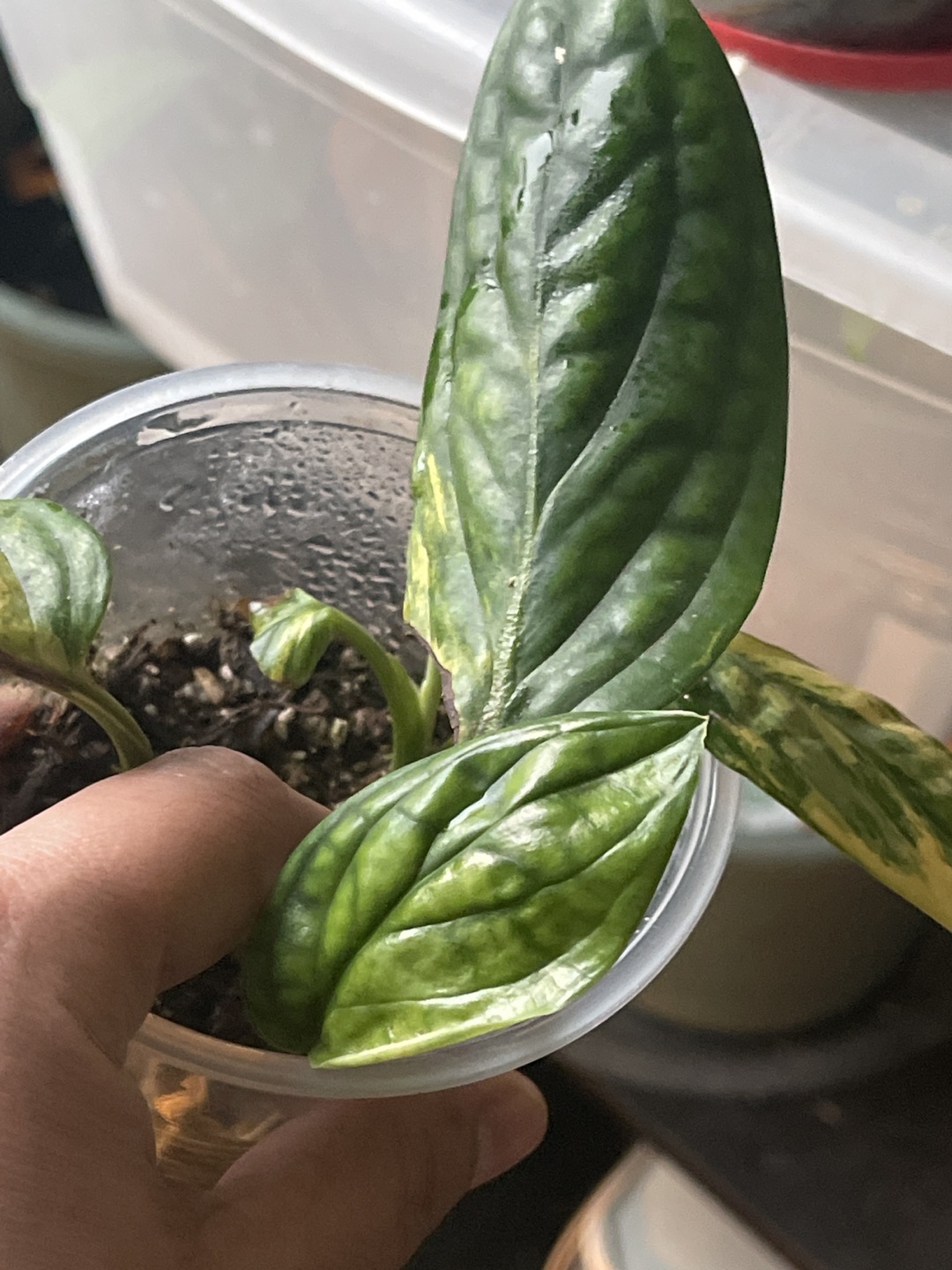 Variegated Monstera Peru thumbnail