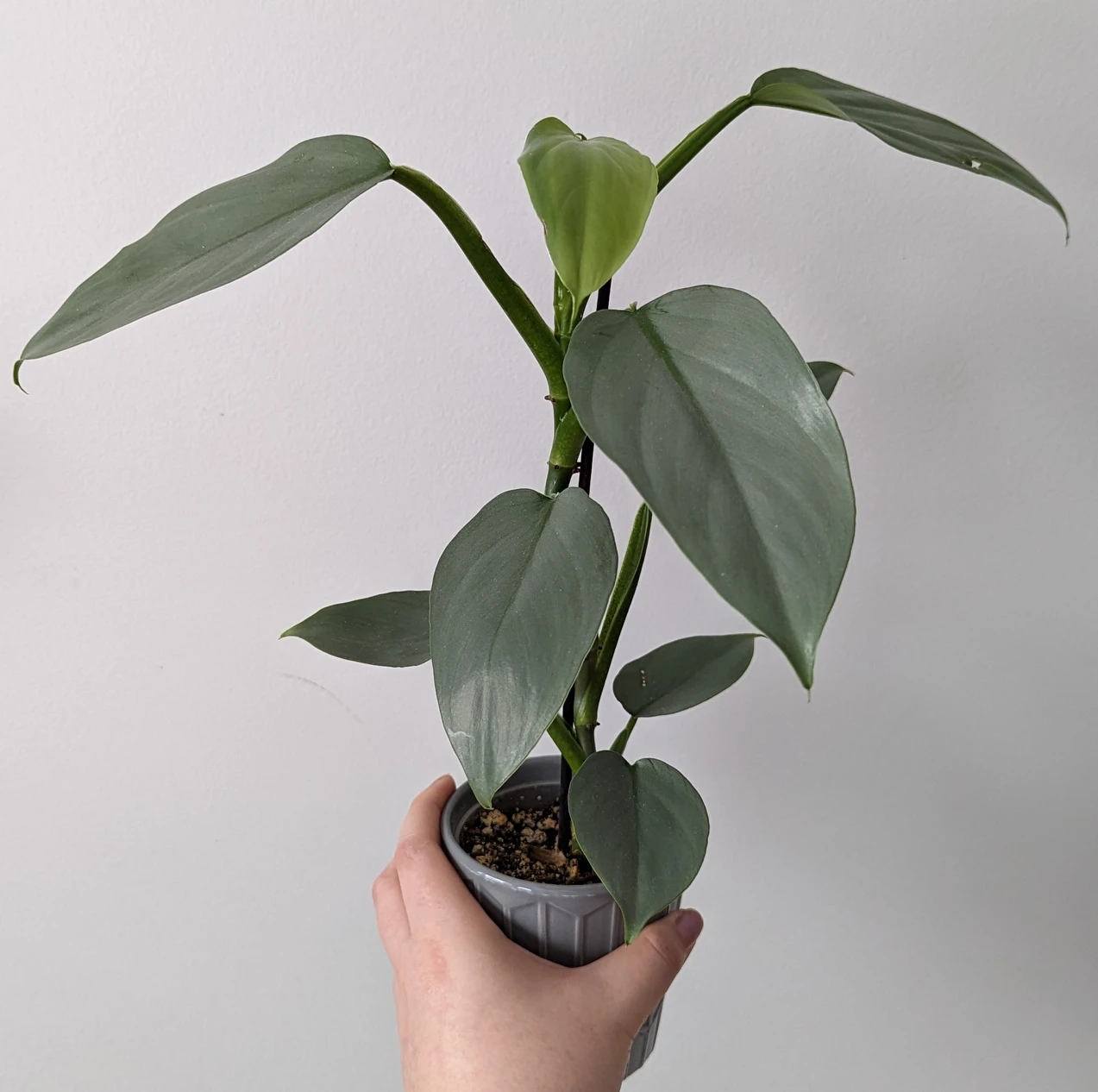 Philodendron Silver Sword with pot thumbnail