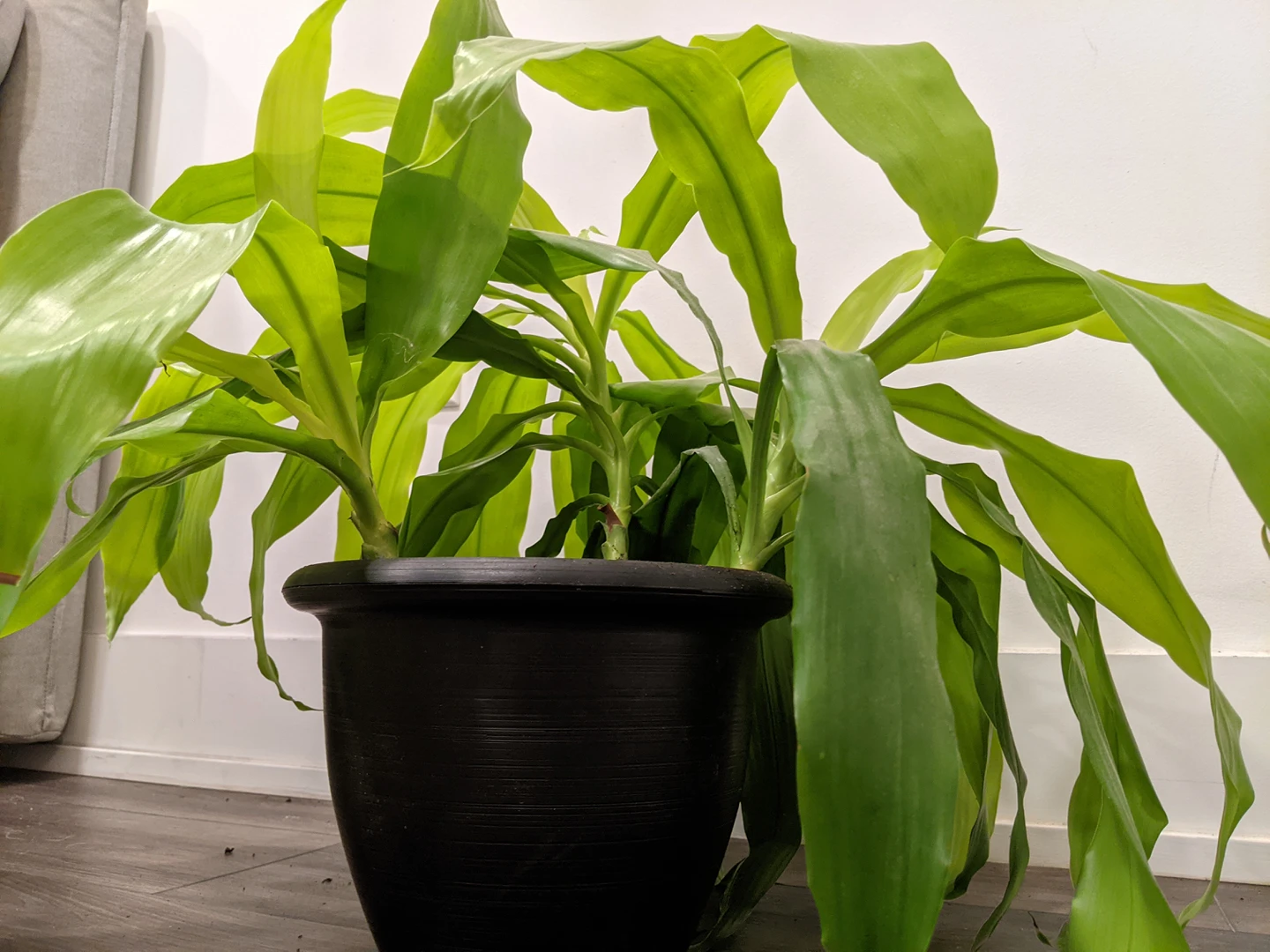 Large Plants! image indicator(4)