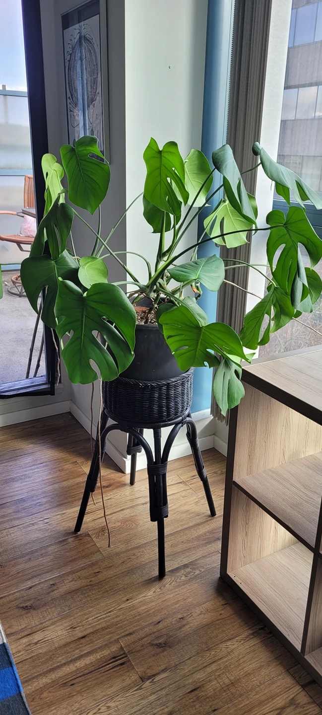 Large monstera 🌱 house plant with stand - photo 2