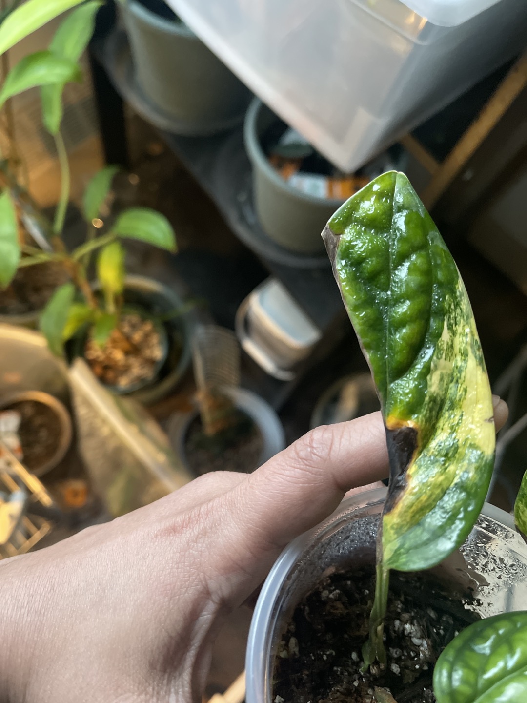 Monstera Peru variegated thumbnail