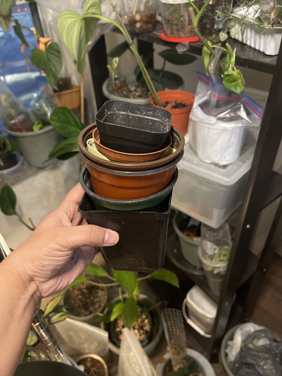 # Freecycle: Nursery pots thumbnail