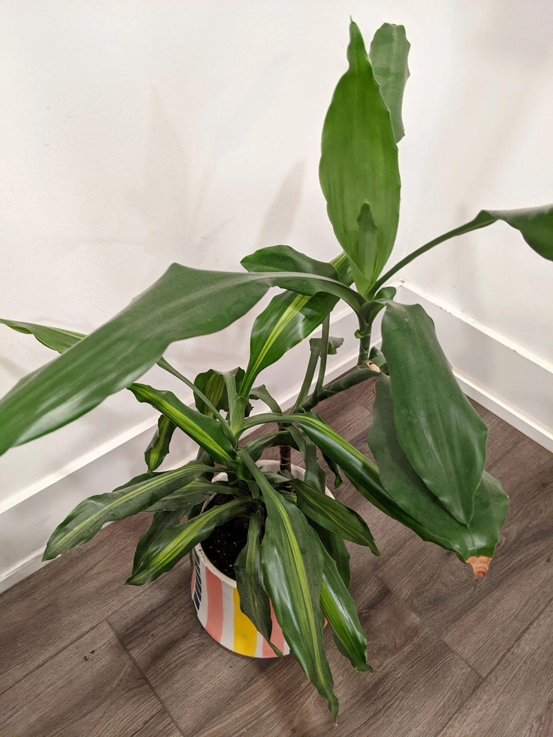 Large Plants! image indicator(6)