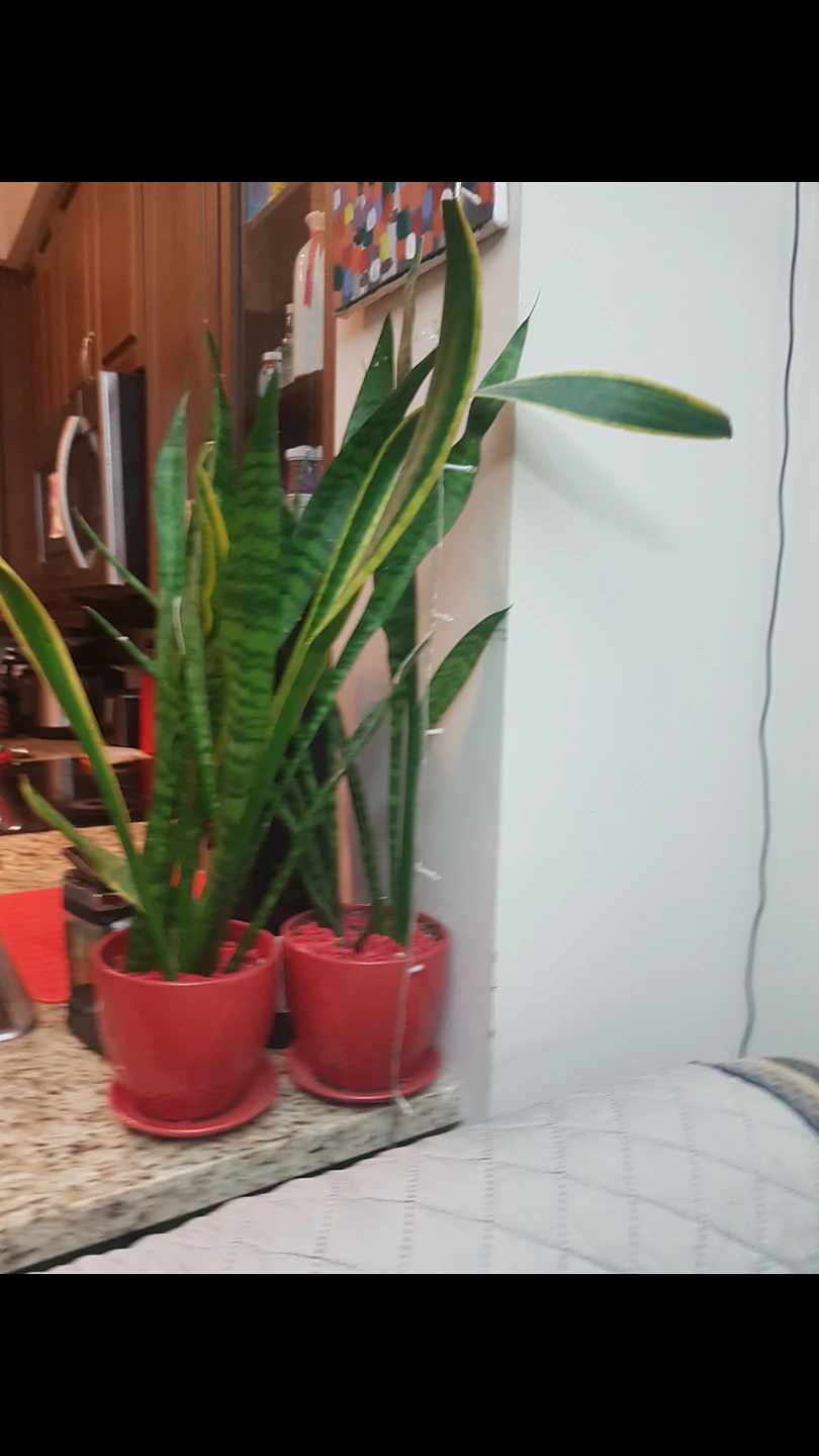 snake plant thumbnail