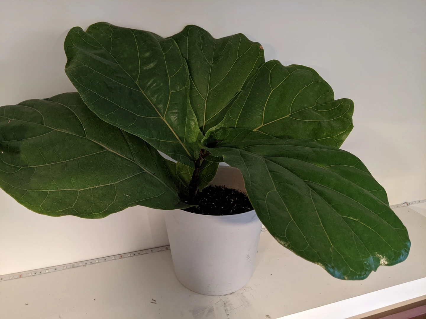 Fiddle Leaf Fig - large leaf tree image indicator(2)