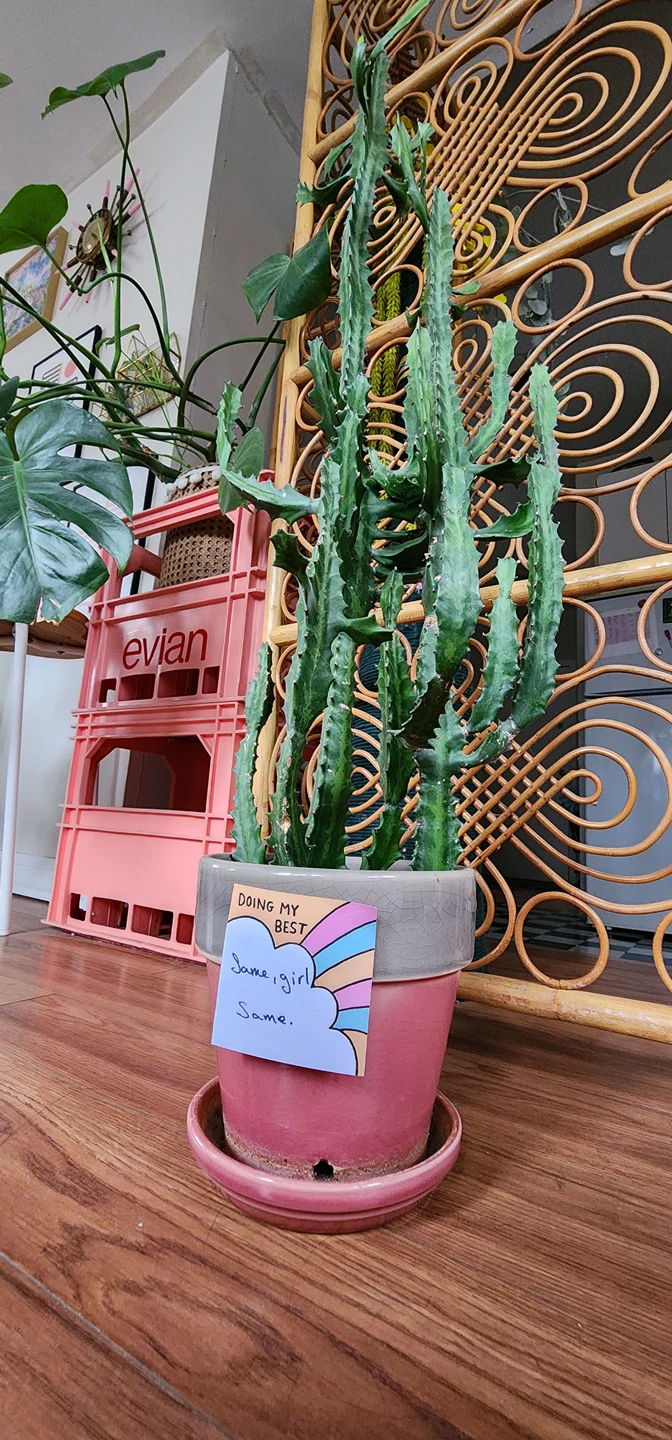 Cactus thumbnail