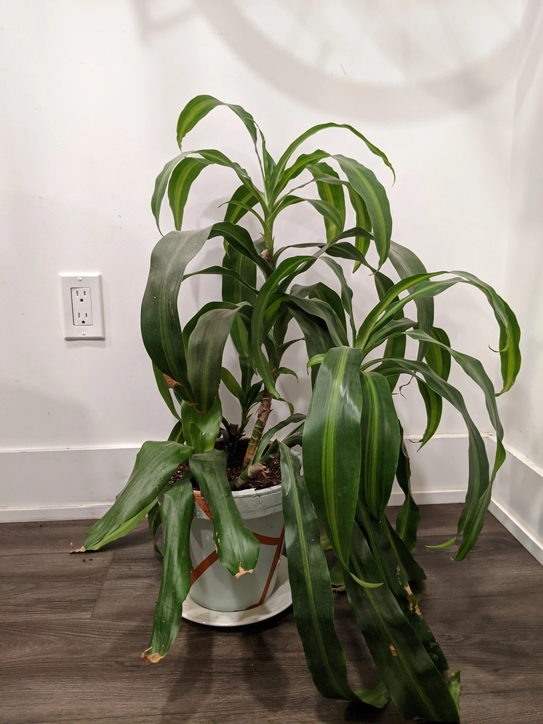 Large Plants! image indicator(3)