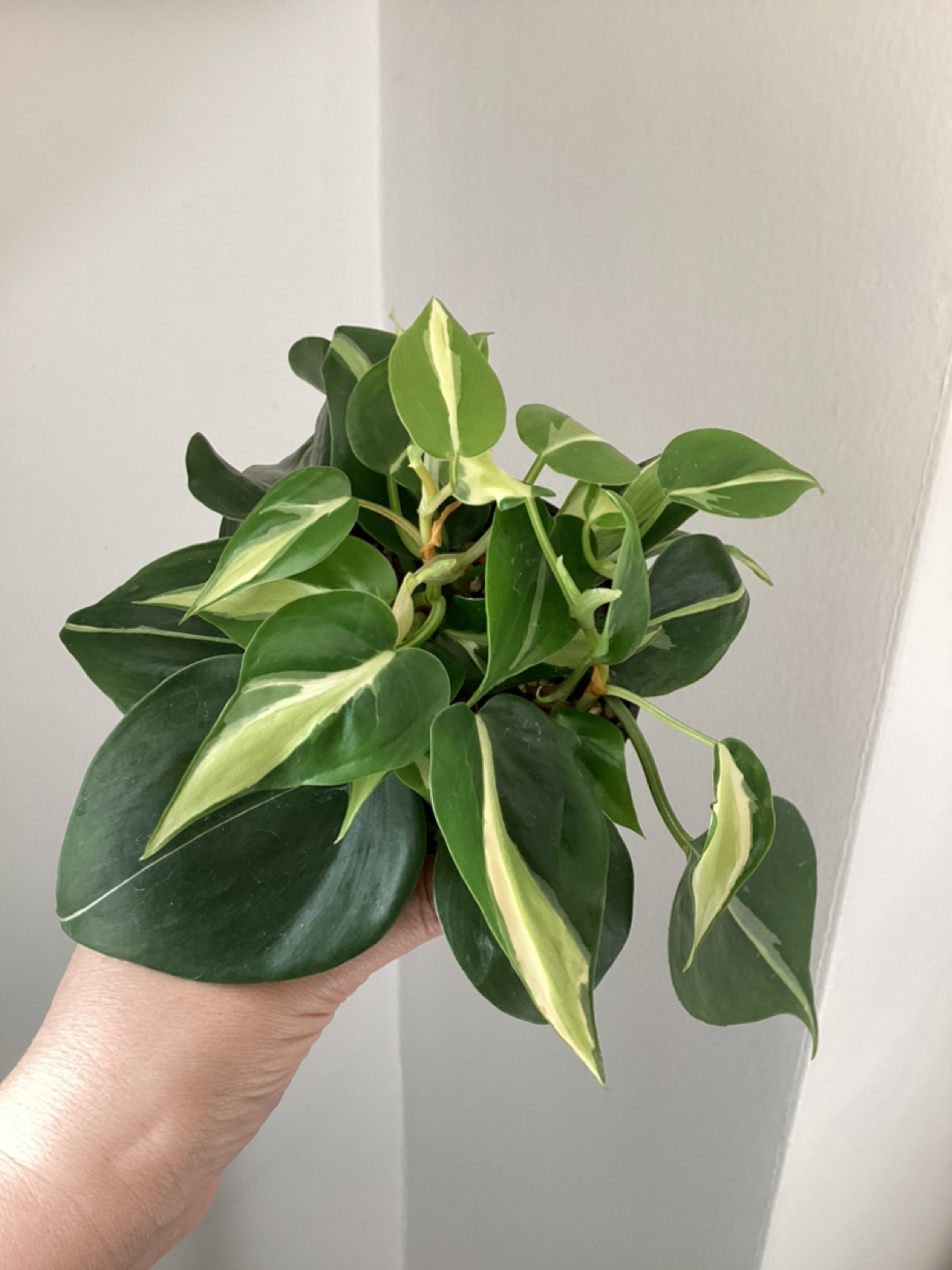Philodendron Silver Stripe 🏀