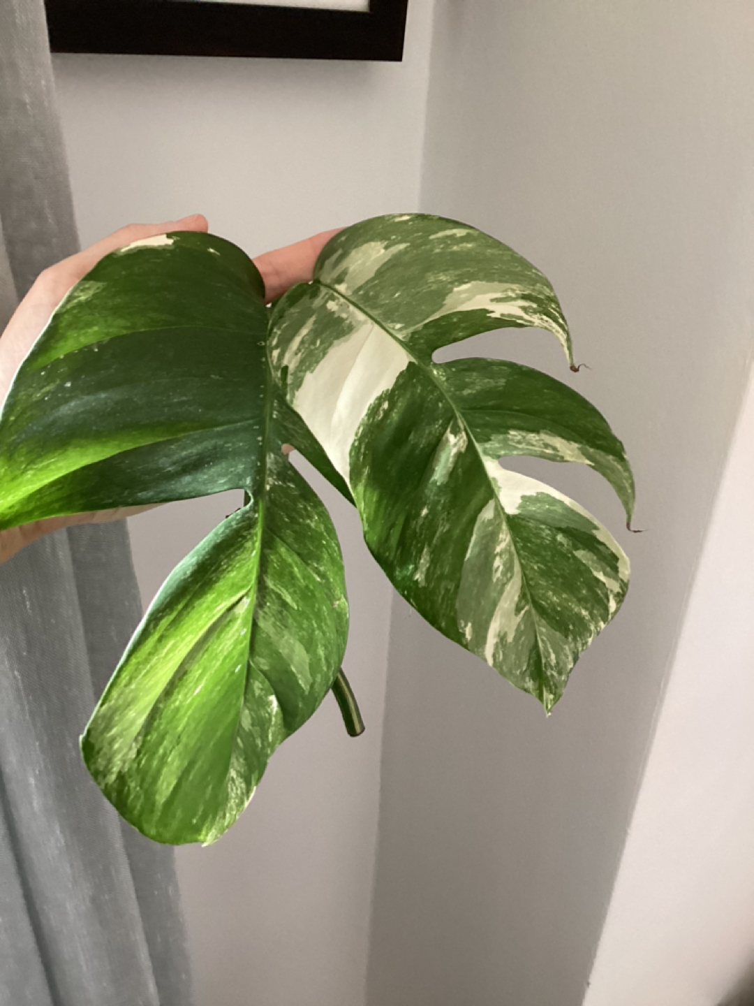 Epipremnum Pinntatum Albo Cuttings 🏀 thumbnail