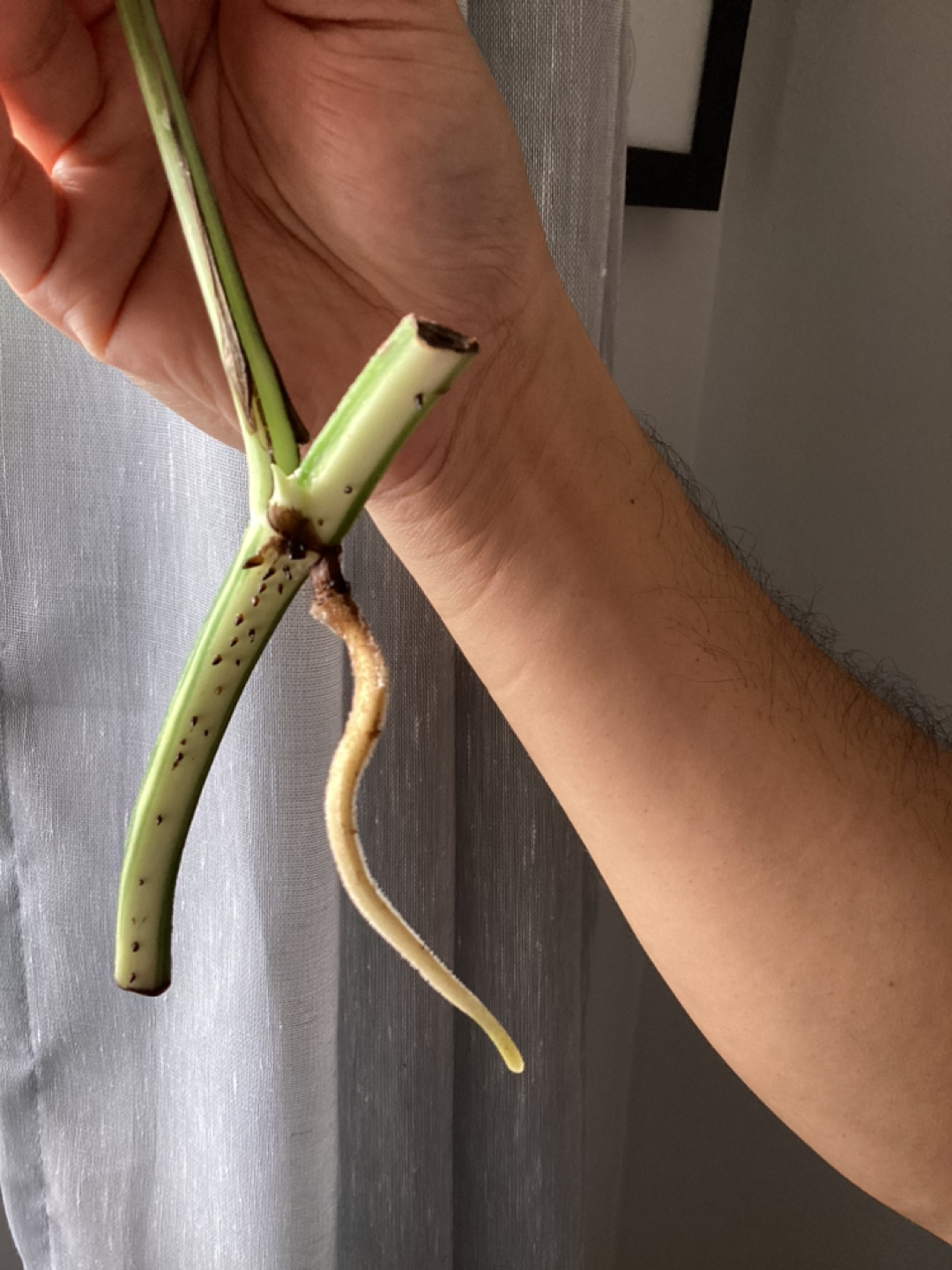 Epipremnum Pinntatum Albo Cuttings 🏀 - photo 5