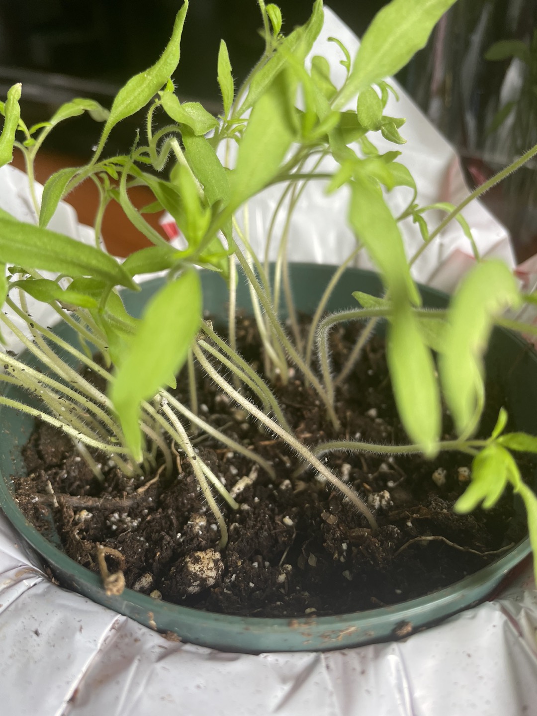 Organic tomato seedlings 🌱
