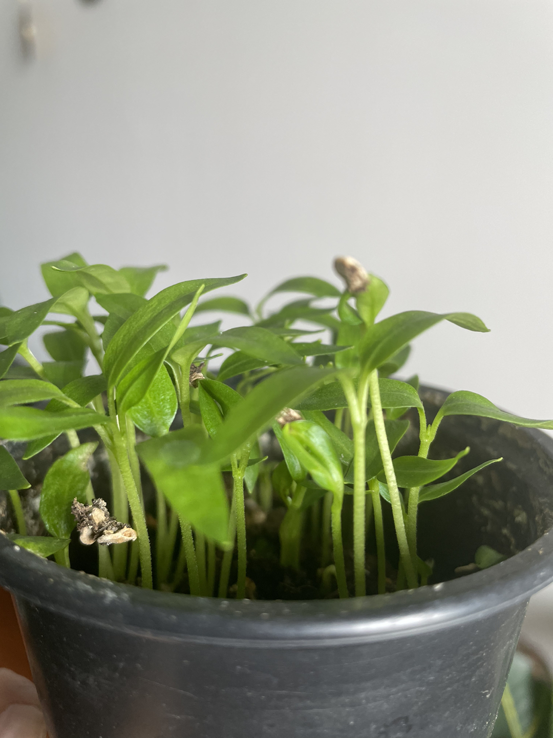 Green bell pepper Seedlings 🌱 thumbnail