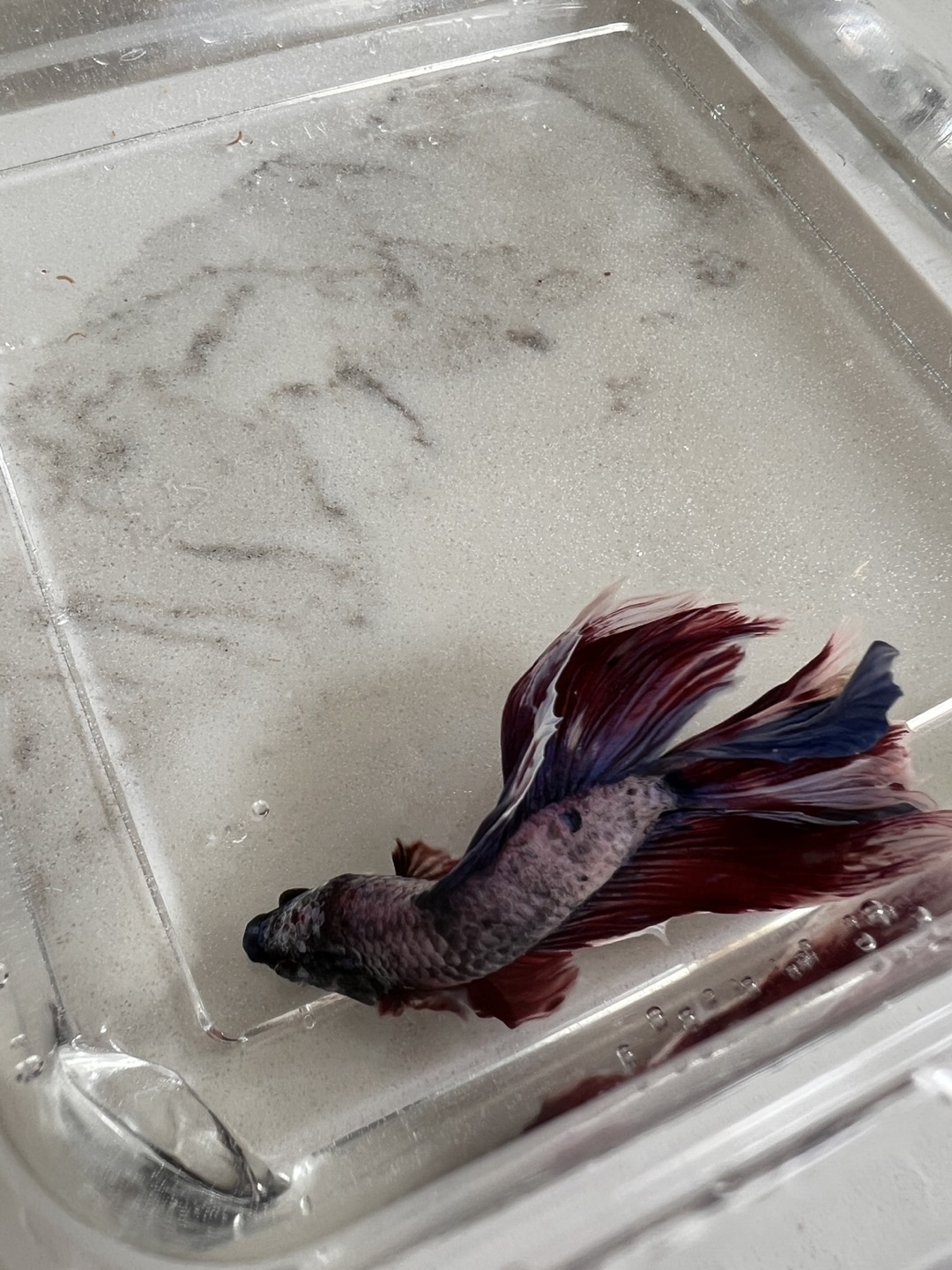 Fish Betta - Looking for a new home - photo 2