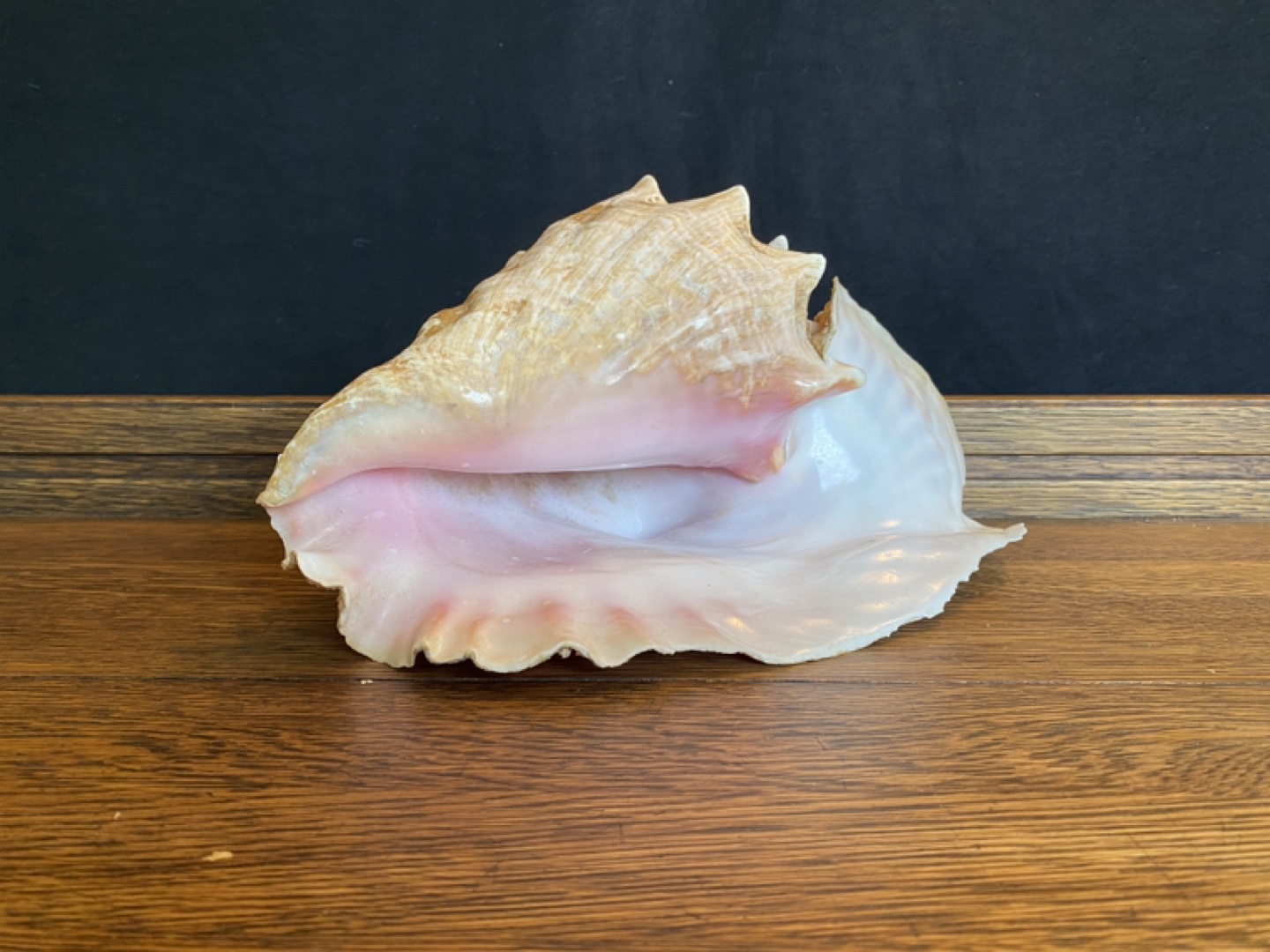 Conch Shell thumbnail