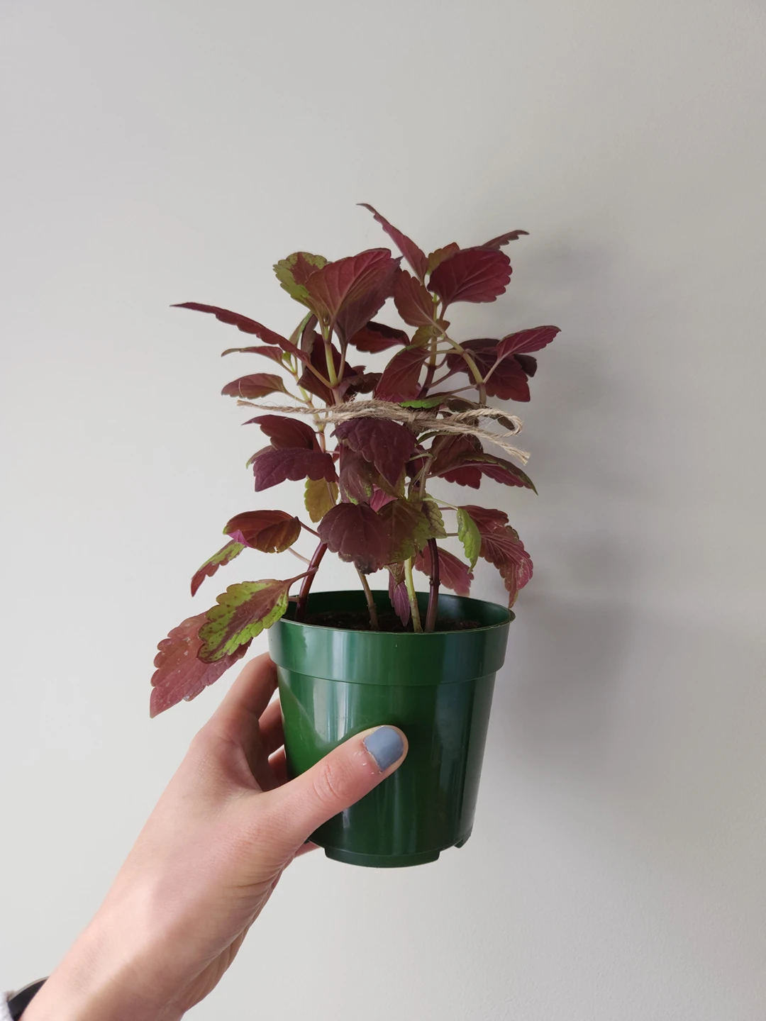 Baby coleus plants