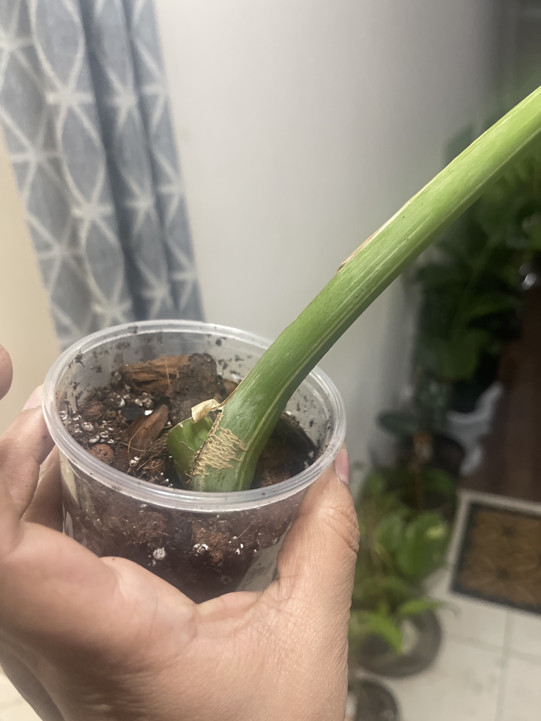 Thai constellation well rooted cutting thumbnail