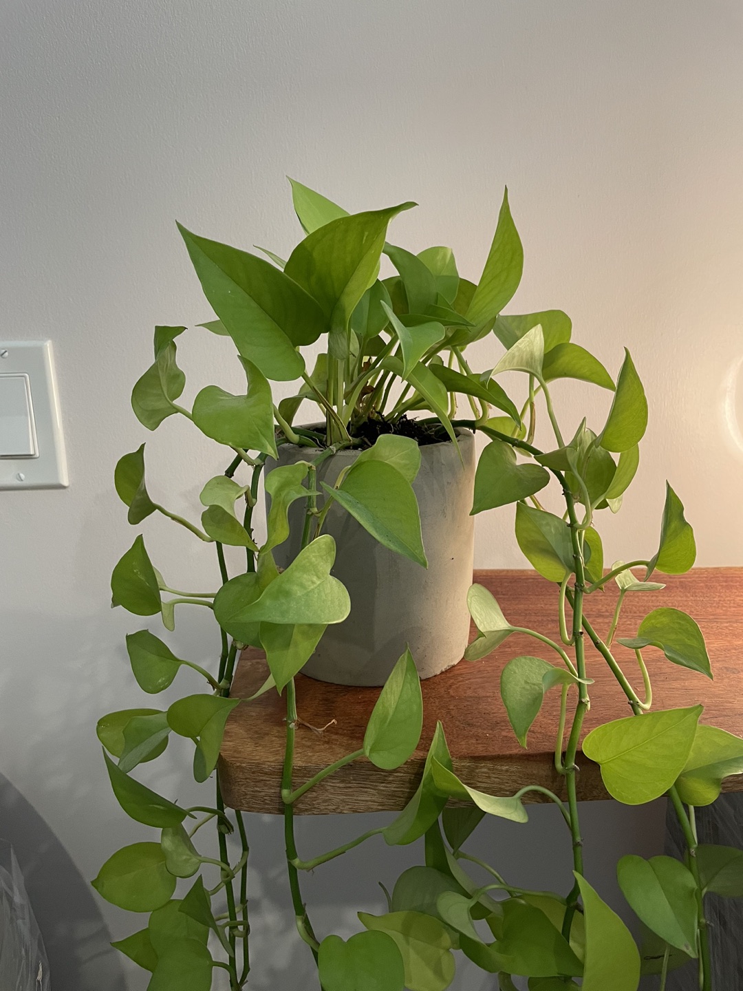 Climbing plant thumbnail