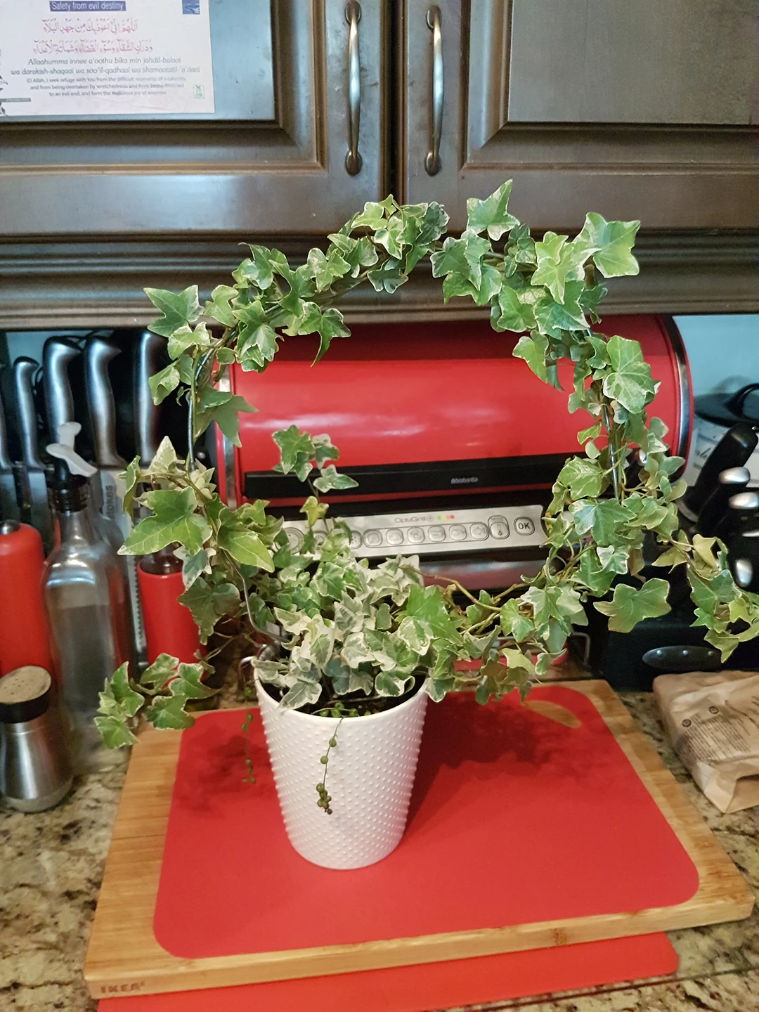 virigated ivy with string of pearls thumbnail