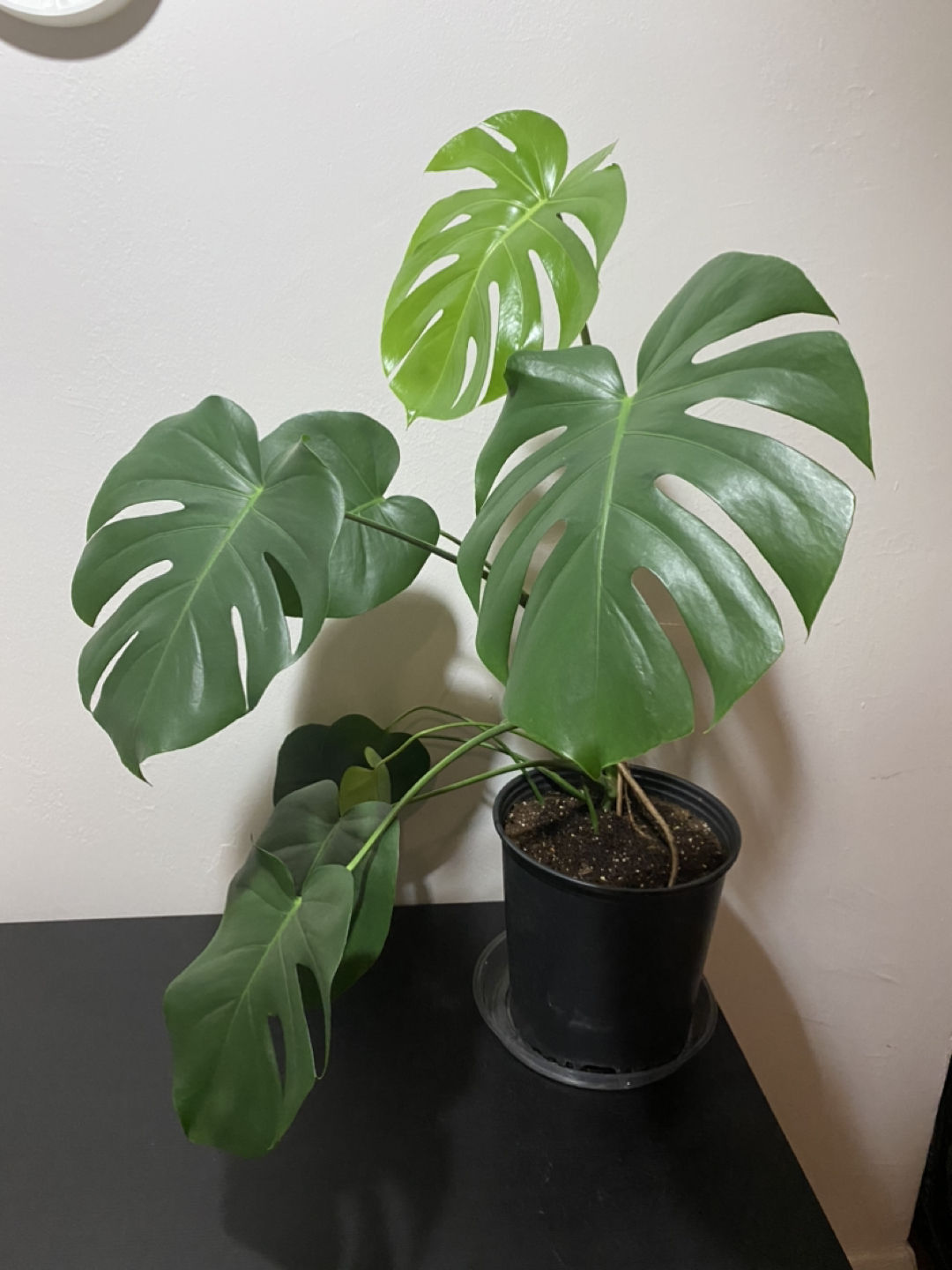 Monstera plant - photo 2