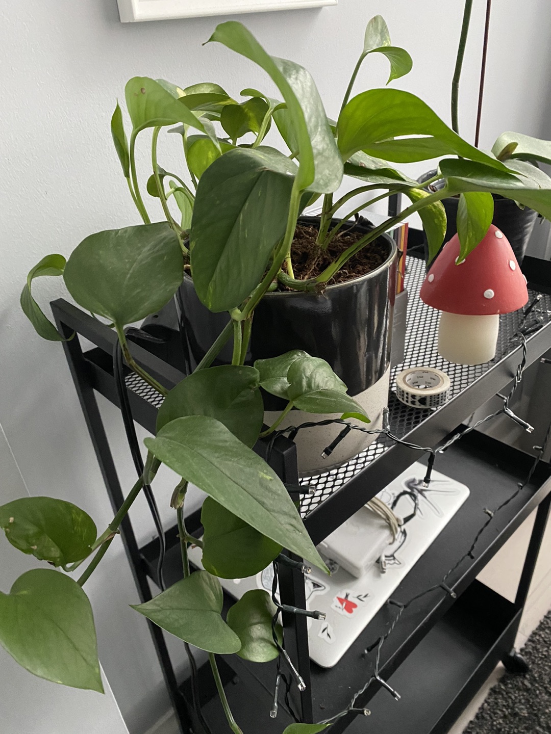 Pothos Golden thumbnail