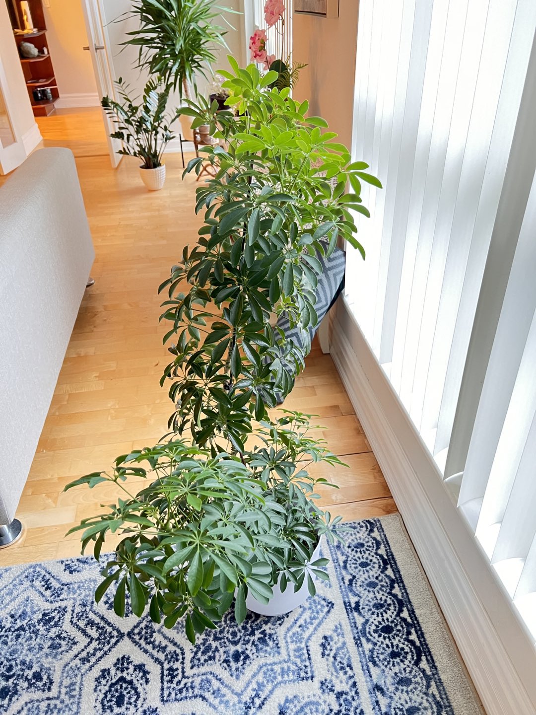 Beautiful house plants